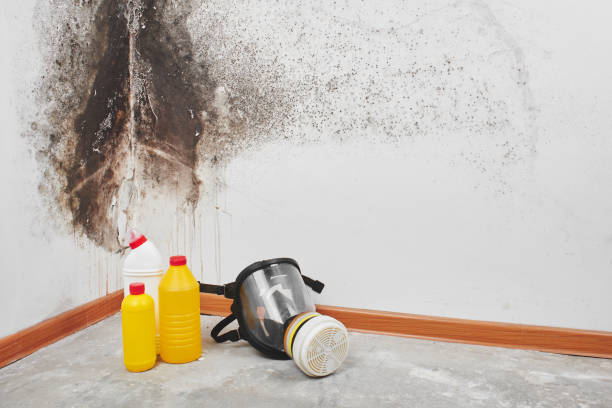 Best Mold Remediation for Specific Building Types in Bloomingdale, GA