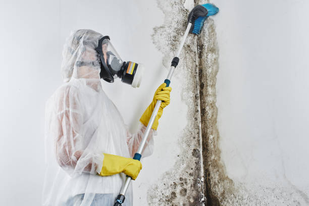 Best White Mold Remediation in Bloomingdale, GA