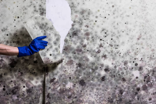 Best Insurance-Related Mold Remediation in Bloomingdale, GA