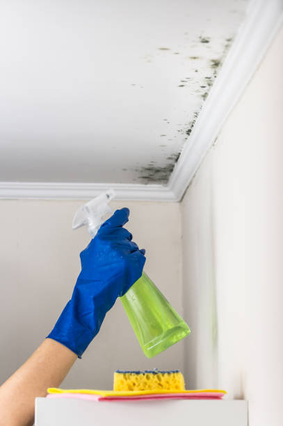 Best Commercial Mold Remediation in Bloomingdale, GA