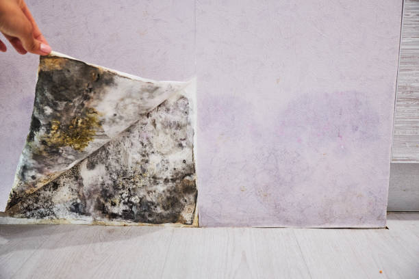 Best Emergency Mold Remediation in Bloomingdale, GA